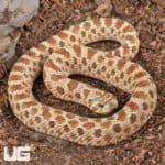 Sub-Adult Female Normal Poss Het Toffee Swiss Western Hognose Snake - Underground Reptiles