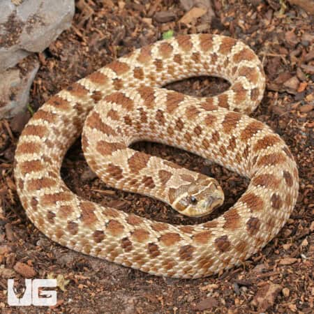 Sub-Adult Female Normal Poss Het Toffee Swiss Western Hognose Snake - Underground Reptiles
