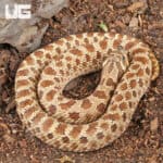 Sub-Adult Female Normal Poss Het Toffee Swiss Western Hognose Snake - Underground Reptiles
