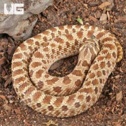Sub-Adult Female Normal Poss Het Toffee Swiss Western Hognose Snake - Underground Reptiles