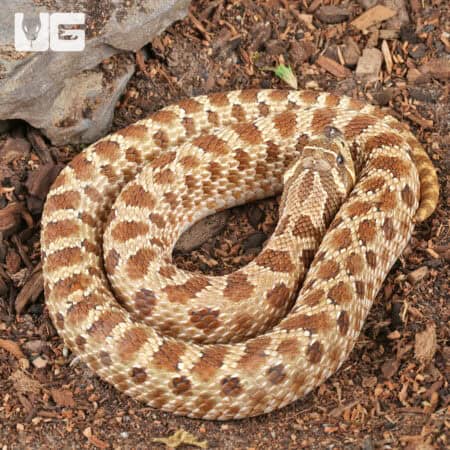 Sub-Adult Female Normal Poss Het Toffee Swiss Western Hognose Snake - Underground Reptiles