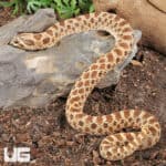 Sub-Adult Female Normal Poss Het Toffee Swiss Western Hognose Snake - Underground Reptiles
