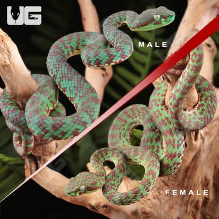 Phuket Pit Vipers For Sale - Underground Reptiles