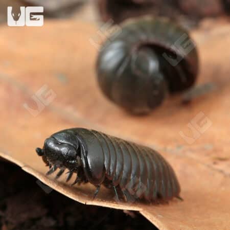 Fuzzy Black Pill Millipede (Zephronia sp.) For Sale - Underground Reptiles