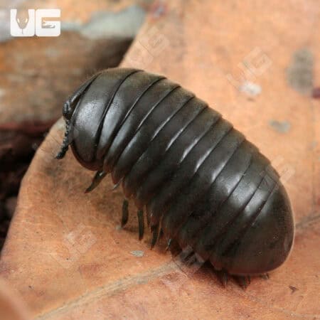 Fuzzy Black Pill Millipede (Zephronia sp.) For Sale - Underground Reptiles