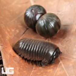 Fuzzy Black Pill Millipede (Zephronia sp.) For Sale - Underground Reptiles