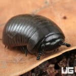 Fuzzy Black Pill Millipede (Zephronia sp.) For Sale - Underground Reptiles