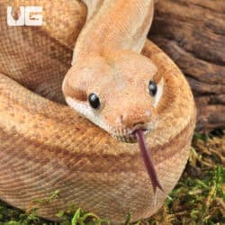 Male Burke T+ Fire Boa For Sale - Underground Reptiles