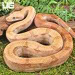Male Burke T+ Fire Boa For Sale - Underground Reptiles