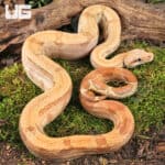 Male Burke T+ Fire Boa For Sale - Underground Reptiles