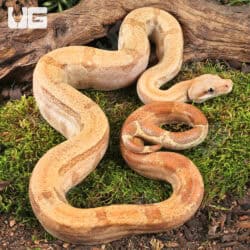Male Burke T+ Fire Boa For Sale - Underground Reptiles