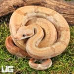 Male Burke T+ Fire Boa For Sale - Underground Reptiles