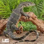 Asian Water Monitors For Sale - Underground Reptiles