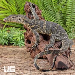 Juvenile Asian Water Monitor