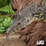 Asian Water Monitors For Sale - Underground Reptiles