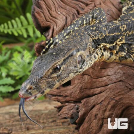 Asian Water Monitors For Sale - Underground Reptiles