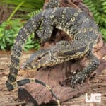 Asian Water Monitors For Sale - Underground Reptiles