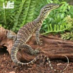 Baby Argus Monitors (Varanus panoptes) For Sale - Underground Reptiles