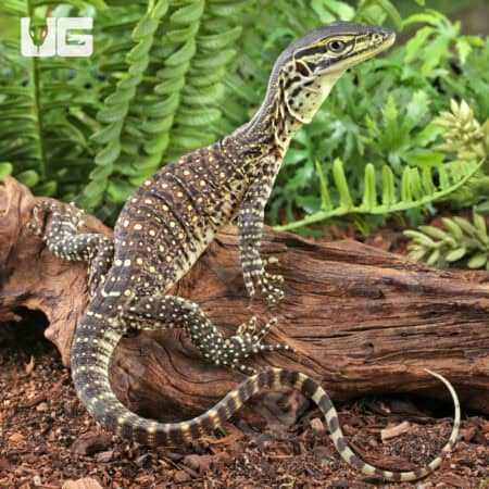 Baby Argus Monitors (Varanus panoptes) For Sale - Underground Reptiles