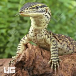 Baby Argus Monitors (Varanus panoptes) For Sale - Underground Reptiles
