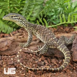 Baby Argus Monitors (Varanus panoptes) For Sale - Underground Reptiles