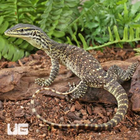 Baby Argus Monitors (Varanus panoptes) For Sale - Underground Reptiles