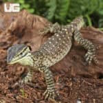 Baby Argus Monitors (Varanus panoptes) For Sale - Underground Reptiles