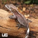 Baby Axanthic Crested Gecko For Sale - Underground Reptiles