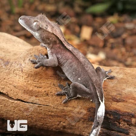 Baby Axanthic Crested Gecko For Sale - Underground Reptiles