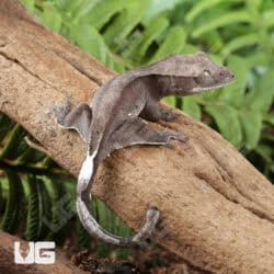 Baby Axanthic Crested Gecko For Sale - Underground Reptiles
