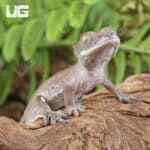 Baby Axanthic Crested Gecko For Sale - Underground Reptiles