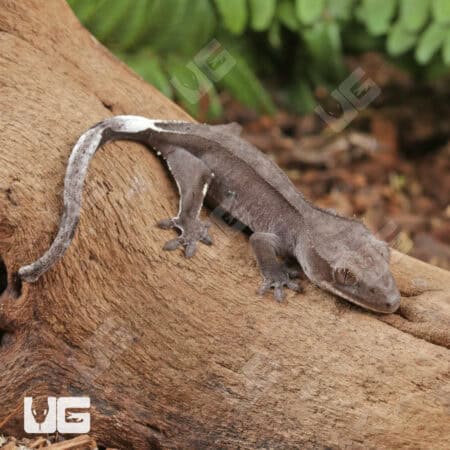 Baby Axanthic Crested Gecko For Sale - Underground Reptiles