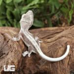 Baby Axanthic Lilly White Crested Geckos For Sale - Underground Reptiles