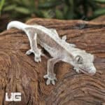 Baby Axanthic Lilly White Crested Geckos For Sale - Underground Reptiles