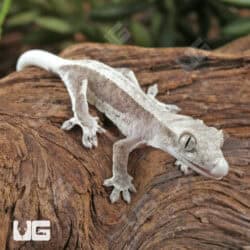 Baby Axanthic Lilly White Crested Geckos For Sale - Underground Reptiles