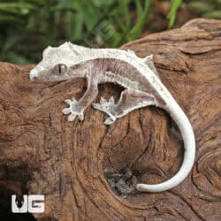 Baby Axanthic Lilly White Crested Geckos For Sale - Underground Reptiles