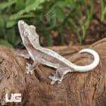 Baby Axanthic Lilly White Crested Geckos For Sale - Underground Reptiles