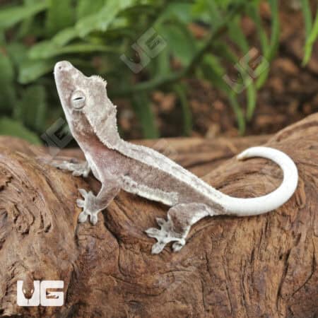 Baby Axanthic Lilly White Crested Geckos For Sale - Underground Reptiles