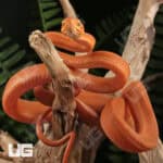Colored Amazon Tree Boas For Sale - Underground Reptiles
