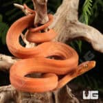 Colored Amazon Tree Boas For Sale - Underground Reptiles