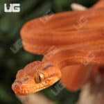 Colored Amazon Tree Boas For Sale - Underground Reptiles