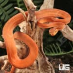 Colored Amazon Tree Boas For Sale - Underground Reptiles