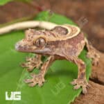 Baby Pinstripe Dalmatian Crested Gecko For Sale - Underground Reptiles
