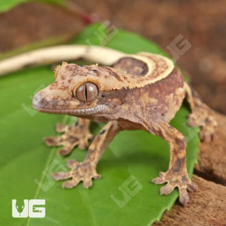 Baby Pinstripe Dalmatian Crested Gecko For Sale - Underground Reptiles