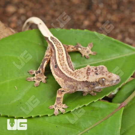 Baby Pinstripe Dalmatian Crested Gecko For Sale - Underground Reptiles