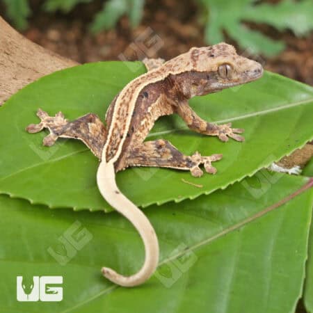 Baby Pinstripe Dalmatian Crested Gecko For Sale - Underground Reptiles