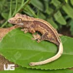 Baby Pinstripe Dalmatian Crested Gecko For Sale - Underground Reptiles