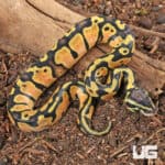 Baby Pastel Ball Python For Sale - Underground Reptiles