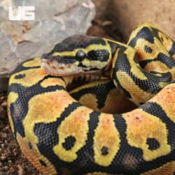 Baby Pastel Ball Python For Sale - Underground Reptiles