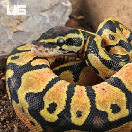 Baby Pastel Ball Python For Sale - Underground Reptiles